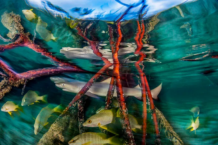 Mangroves & Underwater, Highly Commended: Nursery By Shane Gross, Bahamas