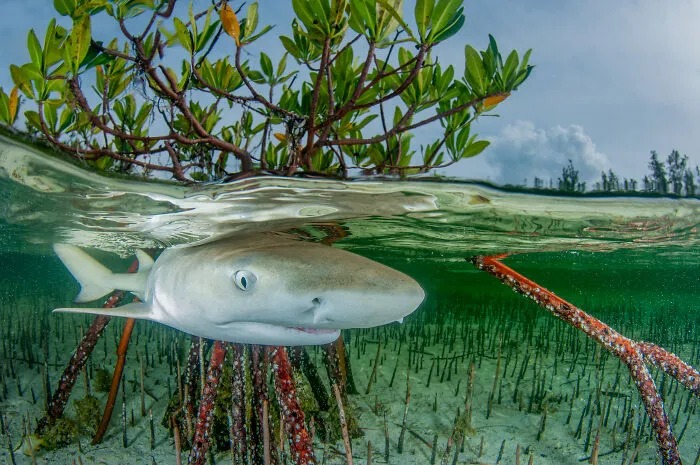 Mangroves & Underwater Winner: A Lemon’s Life By Anita Kainrath, Bahamas