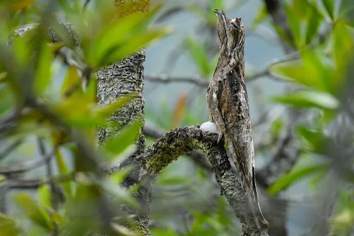 Mangroves & Wildlife Winner:  Hiding In Plain Sight By Chien Lee, Colombia