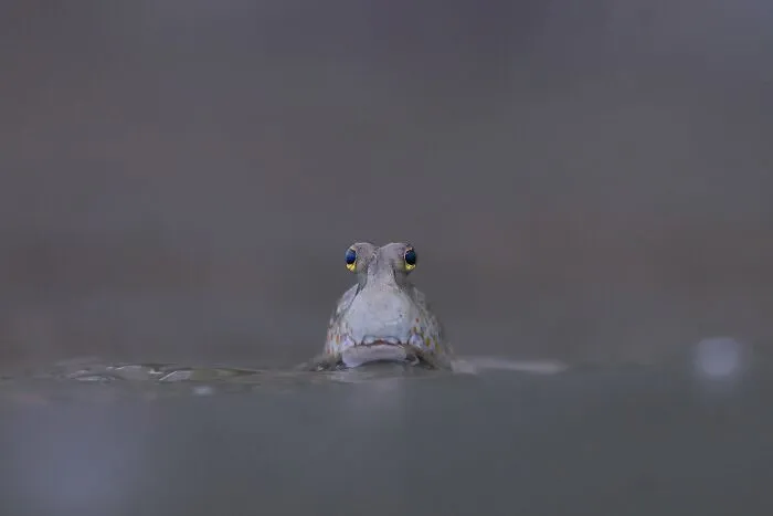 Young Mangrove Photographer Of The Year Winner: Eye Contact By Katanyou Wuttichaitanakorn, Thailand