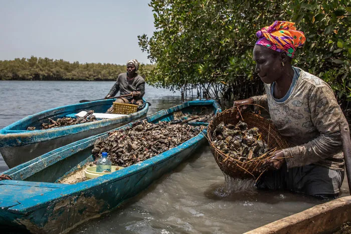 Mangroves & Conservation Stories Runner Up: Stewards Of The Mangroves By Jason Florio, Gambia