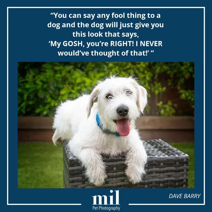 Dave Barry - "You Can Say Any Fool Thing To A Dog And The Dog Will Just Give You This Look That Says, 'My Gosh, You're Right! I Never Would've Thought Of That!'"