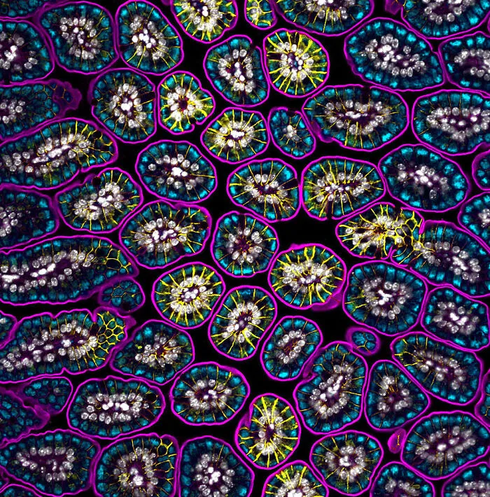 Honorable Mention - Dr. Amy Engevik