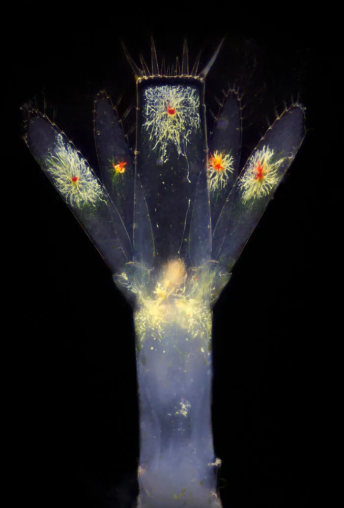 Image Of Distinction - Ricardo Roberto Fernández Martínez