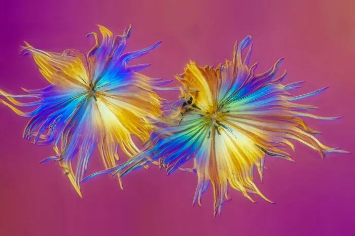 Image Of Distinction - Walter Machielsen