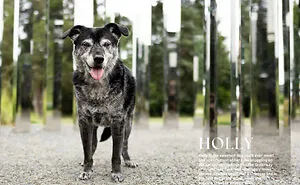 I Launched A Dog Calendar To Support A Special-Needs And High-Risk Rescue (13 Pics)