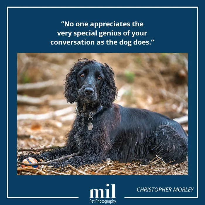 Christopher Morley - "No One Appreciates The Very Special Genius Of Your Conversation As The Dog Does"