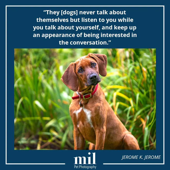Jerome K. Jerome - "They [dogs] Never Talk About Themselves But Listen To You While You Talk About Yourself, And Keep Up An Appearance Of Being Interested In The Conversation"