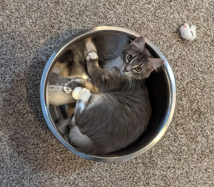 Go Get Another Bowl. I'm Using This One