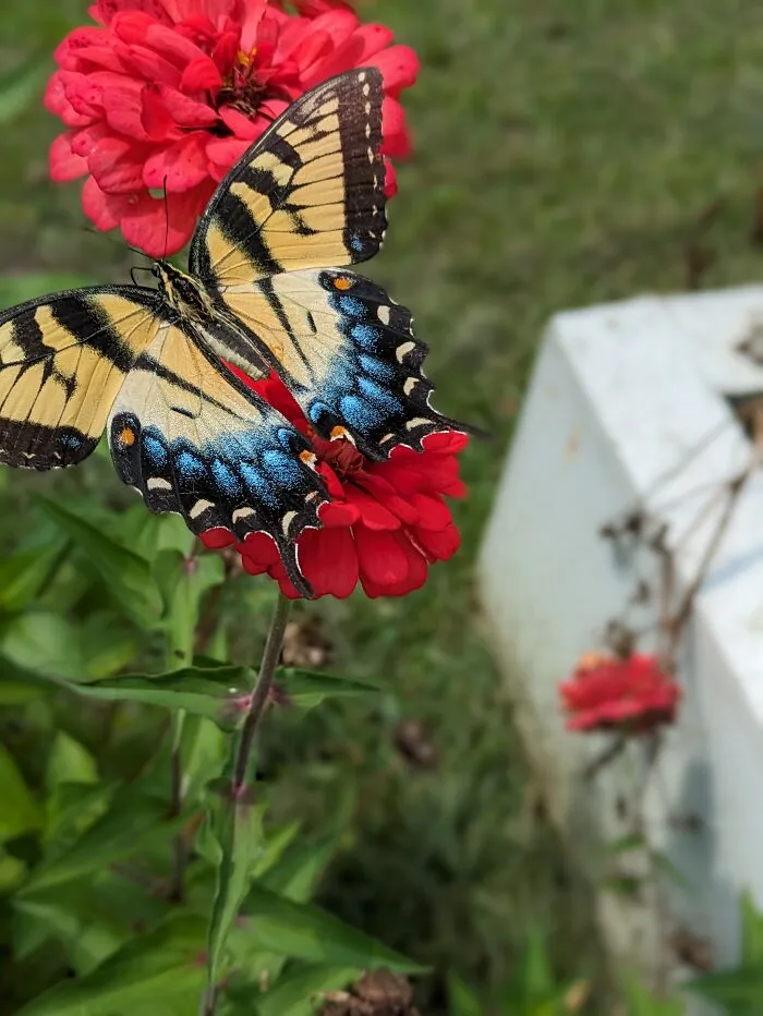 Georgia Garden