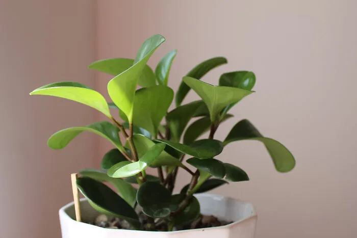 Peperomia Green