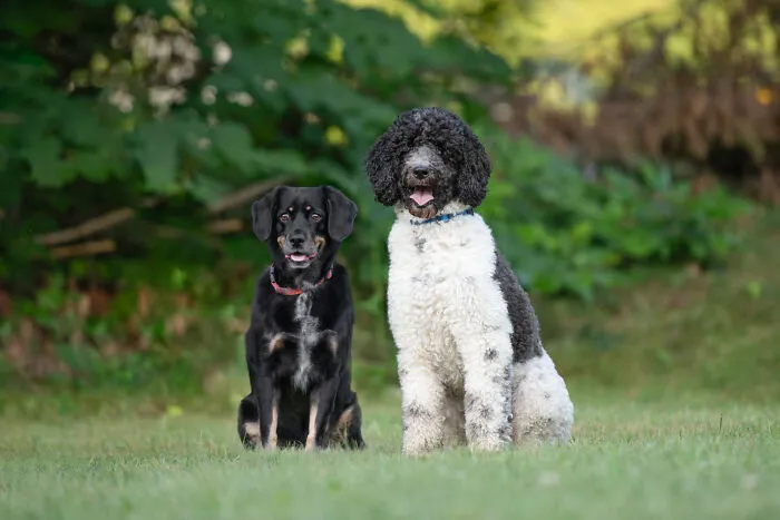 Lucy And Archie