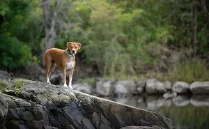 21 Pictures Of Rescued Dogs That I Professionally Photographed To Help Raise Money For An Awareness Project