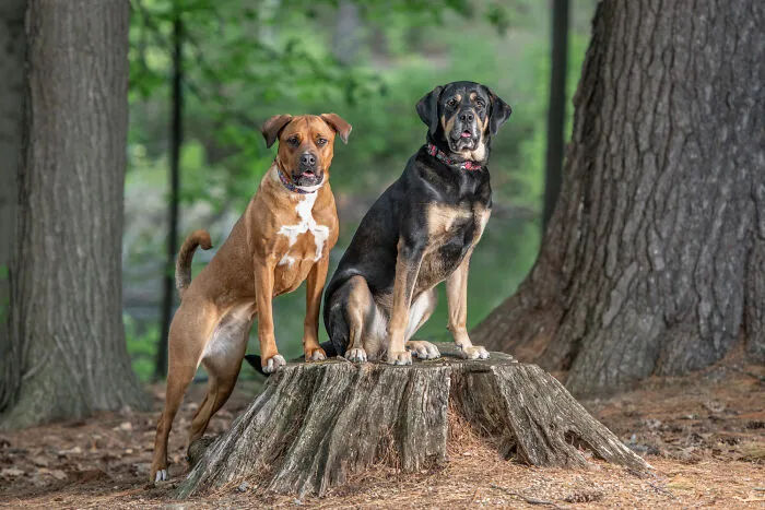 Pepper And Tilly