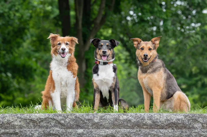 Dakota, Comet And Gilly