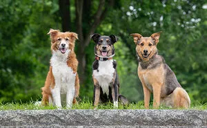 21 Pictures Of Rescued Dogs That I Professionally Photographed To Help Raise Money For An Awareness Project