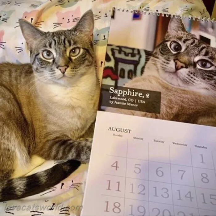 A cat is next to a calendar with its picture on it