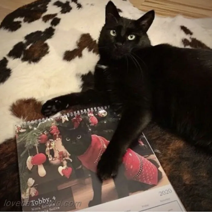 30 Cats That Won A Spot In Our Yearly Calendar, Posing Next To Their Winning Photos