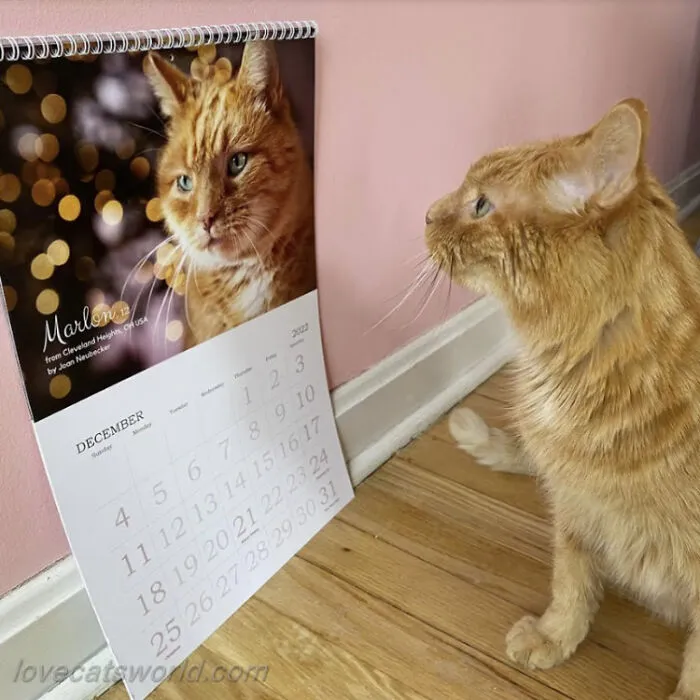 30 Cats That Won A Spot In Our Yearly Calendar, Posing Next To Their Winning Photos