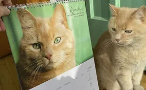 30 Cats That Won A Spot In Our Yearly Calendar, Posing Next To Their Winning Photos
