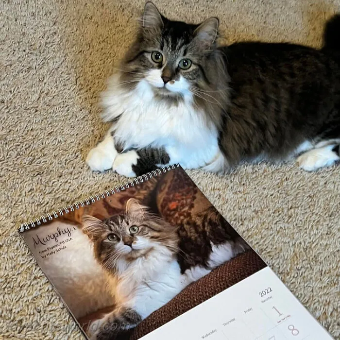 30 Cats That Won A Spot In Our Yearly Calendar, Posing Next To Their Winning Photos