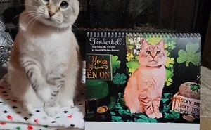 30 Cats That Won A Spot In Our Yearly Calendar, Posing Next To Their Winning Photos