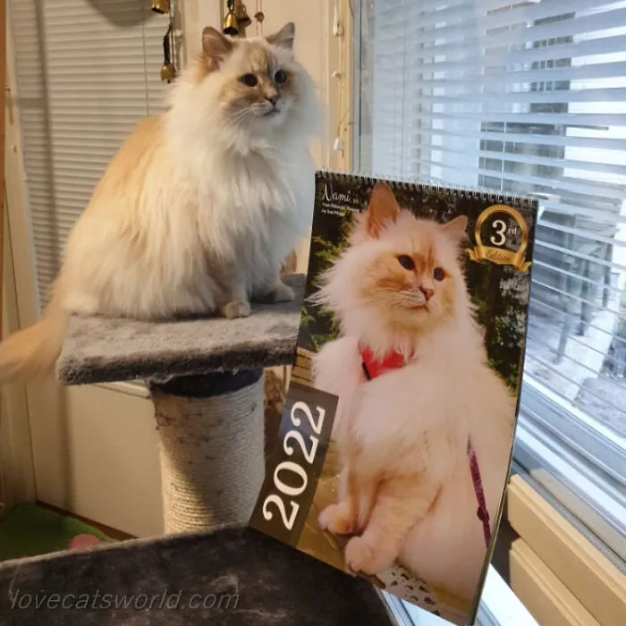 30 Cats That Won A Spot In Our Yearly Calendar, Posing Next To Their Winning Photos