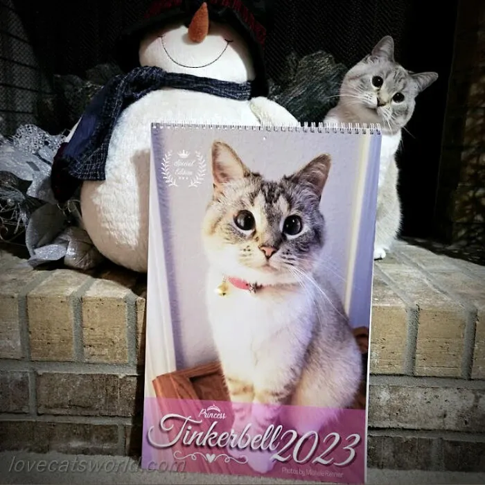 30 Cats That Won A Spot In Our Yearly Calendar, Posing Next To Their Winning Photos