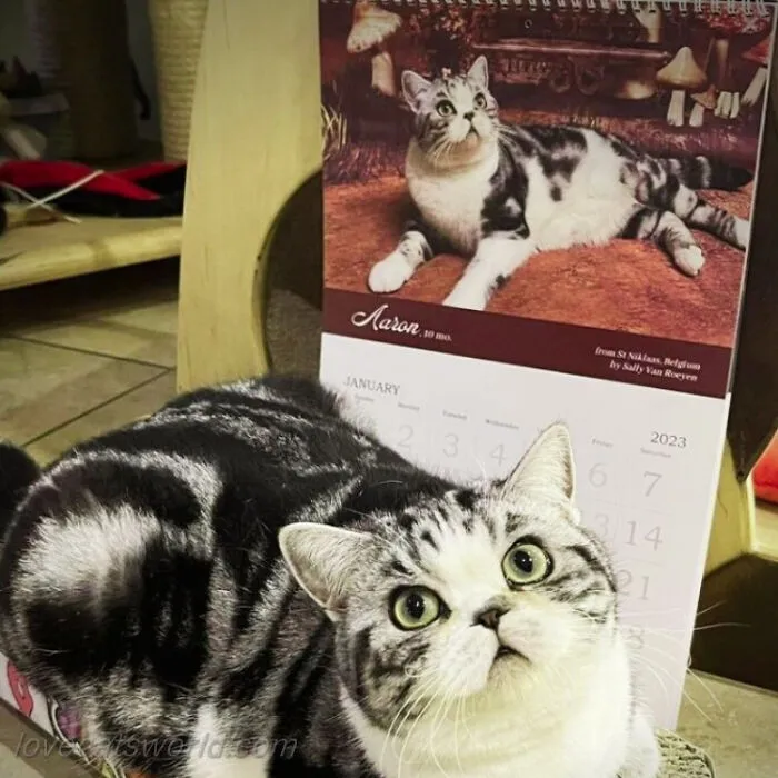 30 Cats That Won A Spot In Our Yearly Calendar, Posing Next To Their Winning Photos