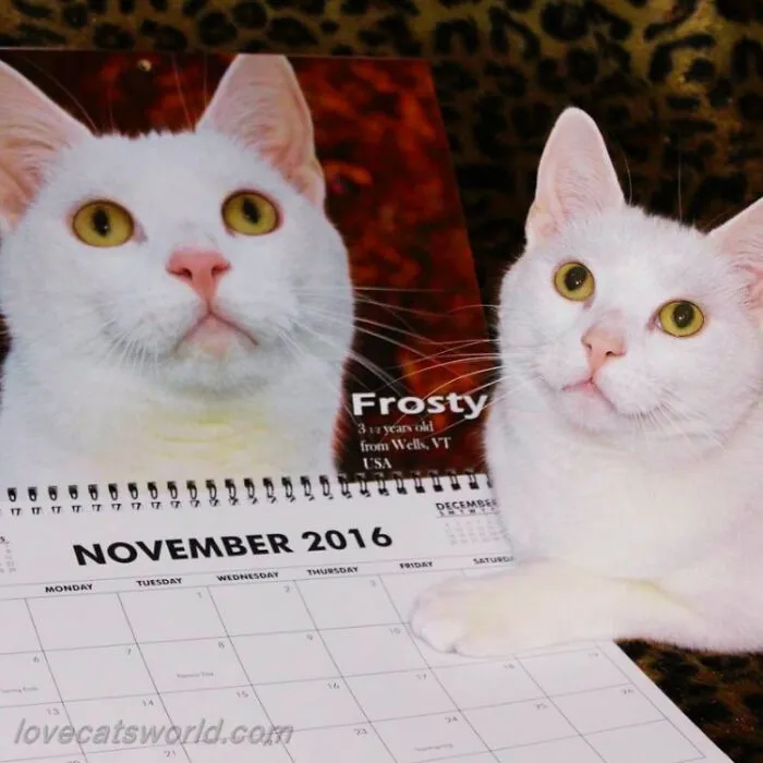 30 Cats That Won A Spot In Our Yearly Calendar, Posing Next To Their Winning Photos