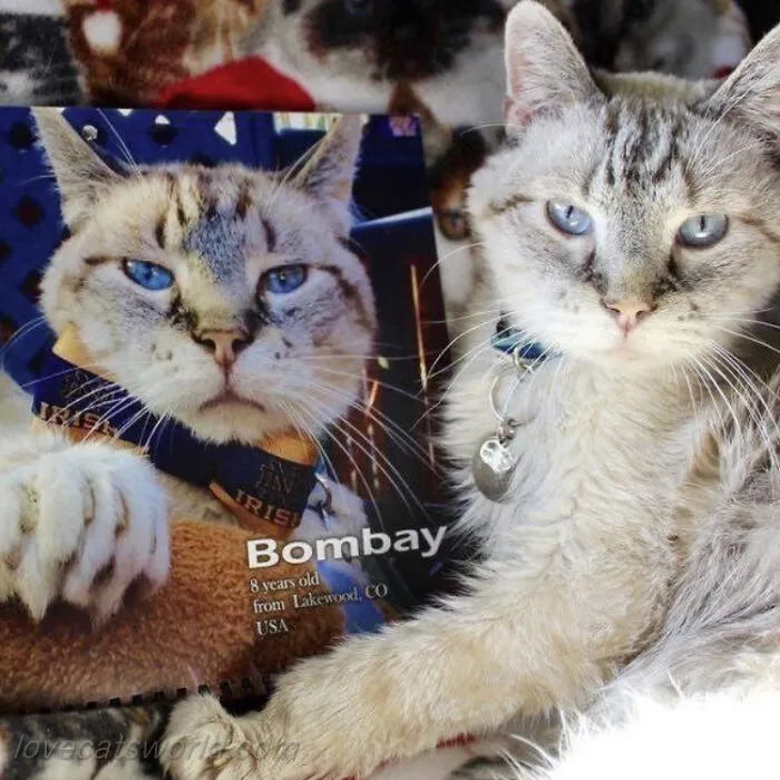 30 Cats That Won A Spot In Our Yearly Calendar, Posing Next To Their Winning Photos