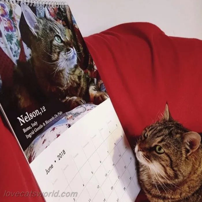 30 Cats That Won A Spot In Our Yearly Calendar, Posing Next To Their Winning Photos