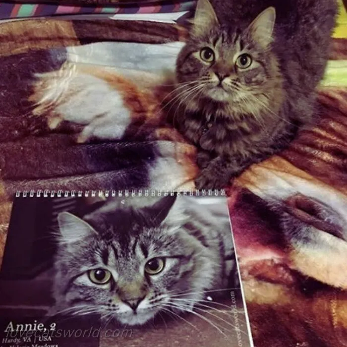 30 Cats That Won A Spot In Our Yearly Calendar, Posing Next To Their Winning Photos