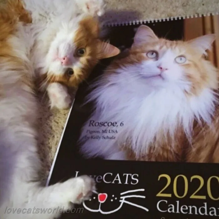 30 Cats That Won A Spot In Our Yearly Calendar, Posing Next To Their Winning Photos