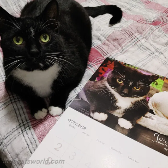 30 Cats That Won A Spot In Our Yearly Calendar, Posing Next To Their Winning Photos
