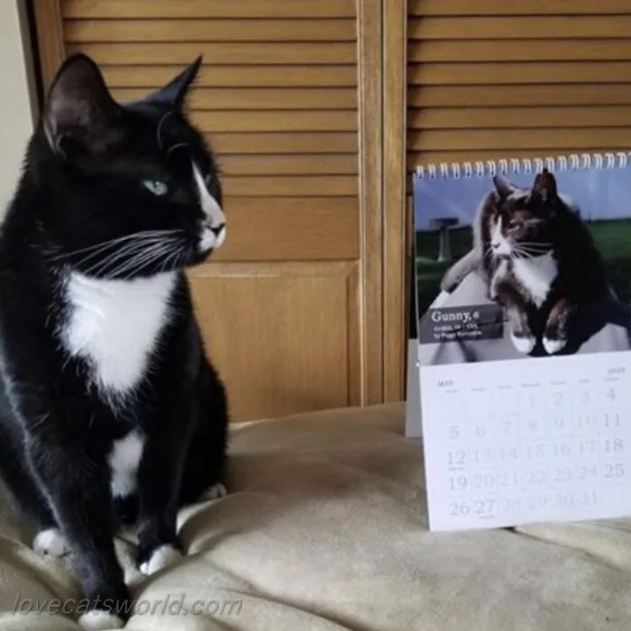 30 Cats That Won A Spot In Our Yearly Calendar, Posing Next To Their Winning Photos
