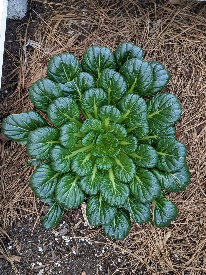 Georgia Garden
