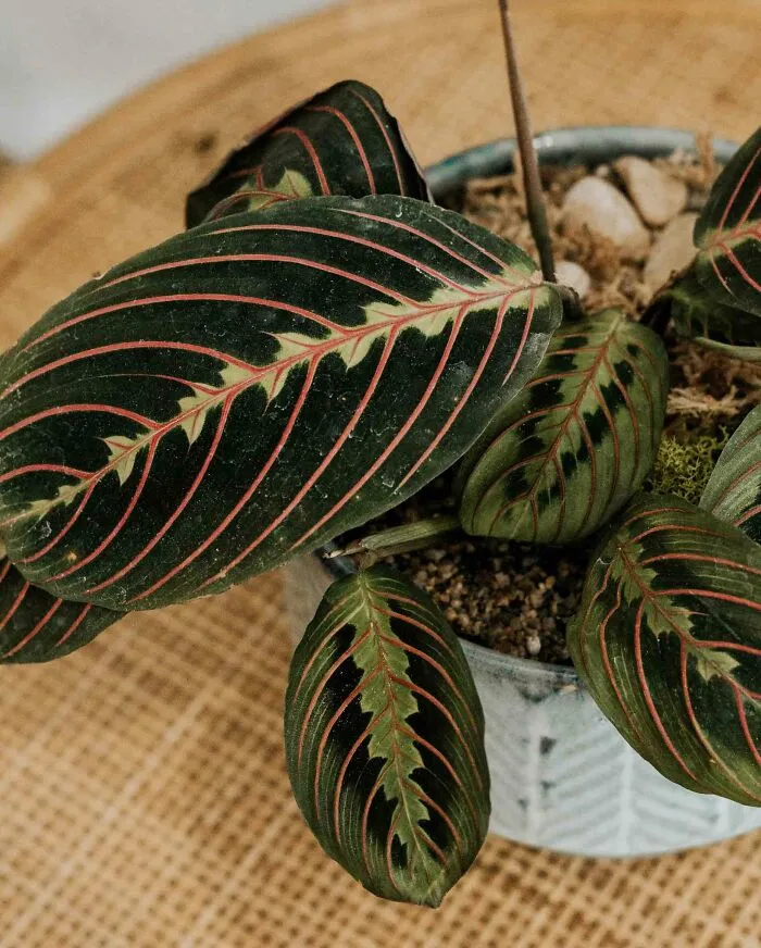 Calathea Prayer Plant