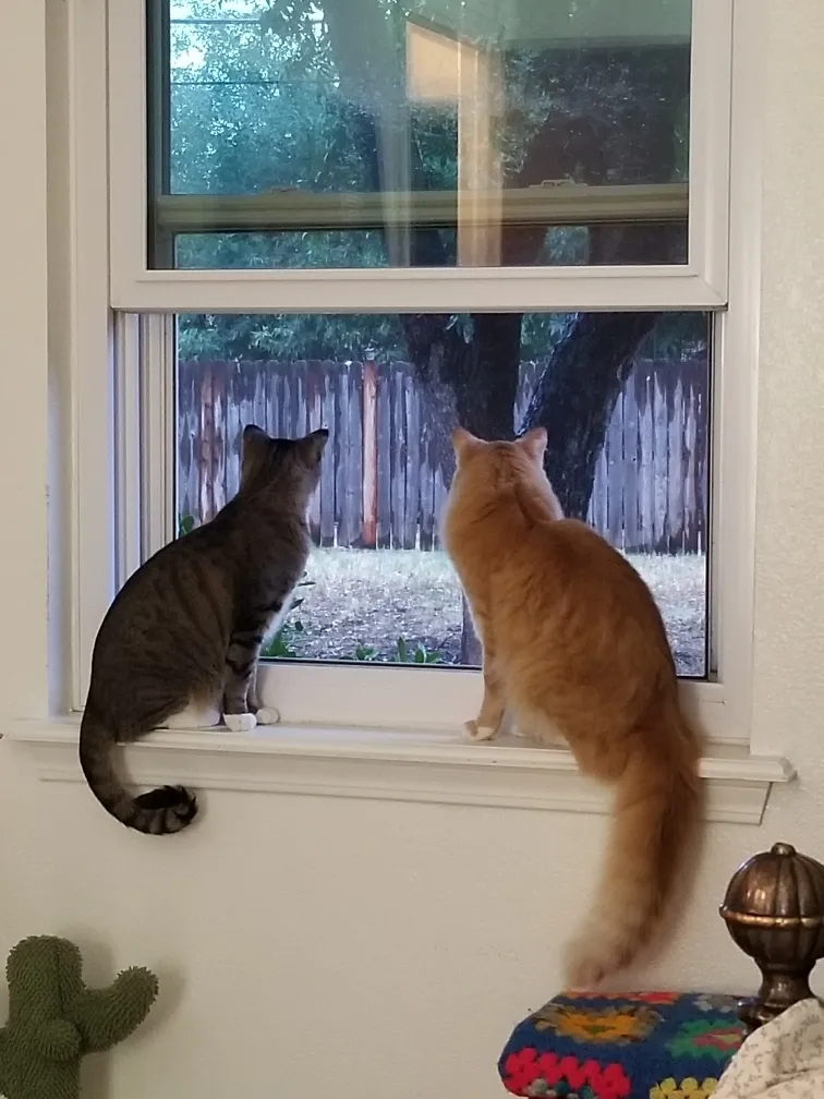 Kitties