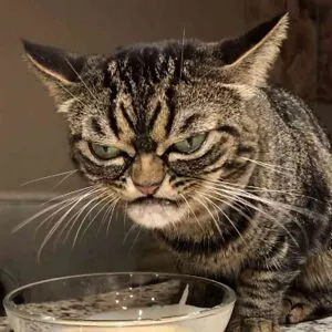 Grumpyness24