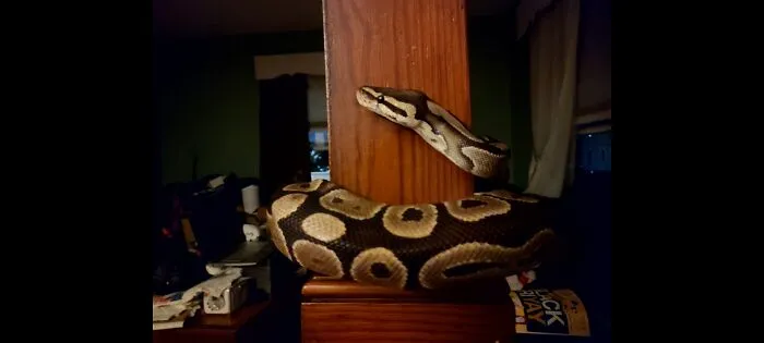 Miss Hen The Ball Python