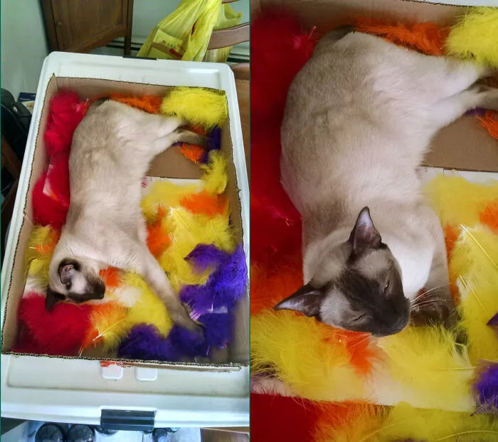 I Left The Top Off My Craft Feathers By Mistake.  Sammy Saw His Opportunity And Took It.  Can't Blame Him