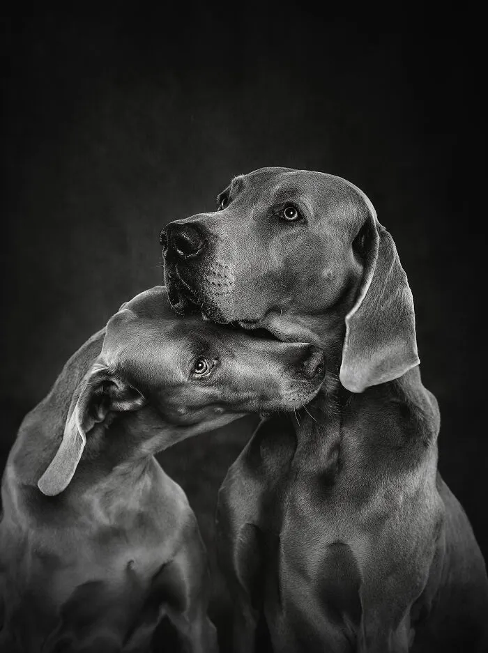 Finalist, Studio: "Grey Old Love" By Jessica Olsen Eriksson