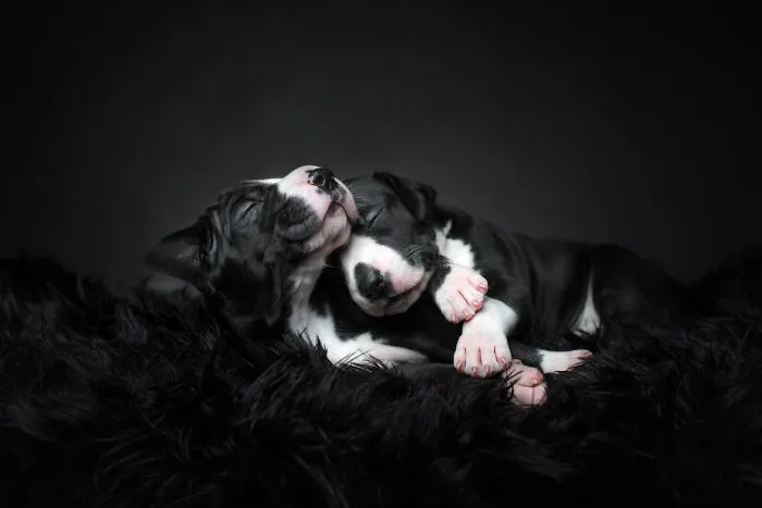 3rd Place, Studio: "Puppy Love" By Tuss Bennergård