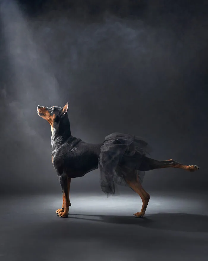 1st Place, Studio: "Ballerina" By Anna Averianova