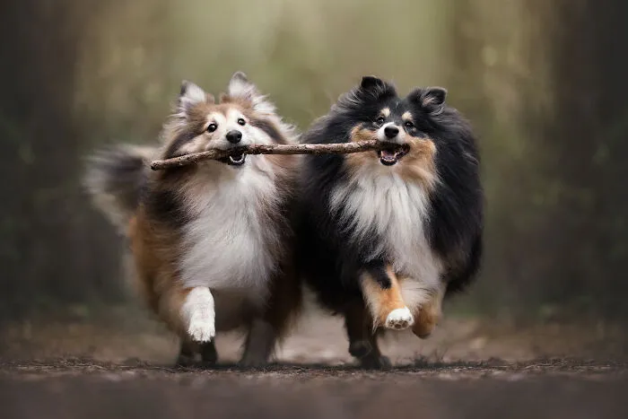 Finalist, Action: "Sharing Is Funny" By Rut Casanellas