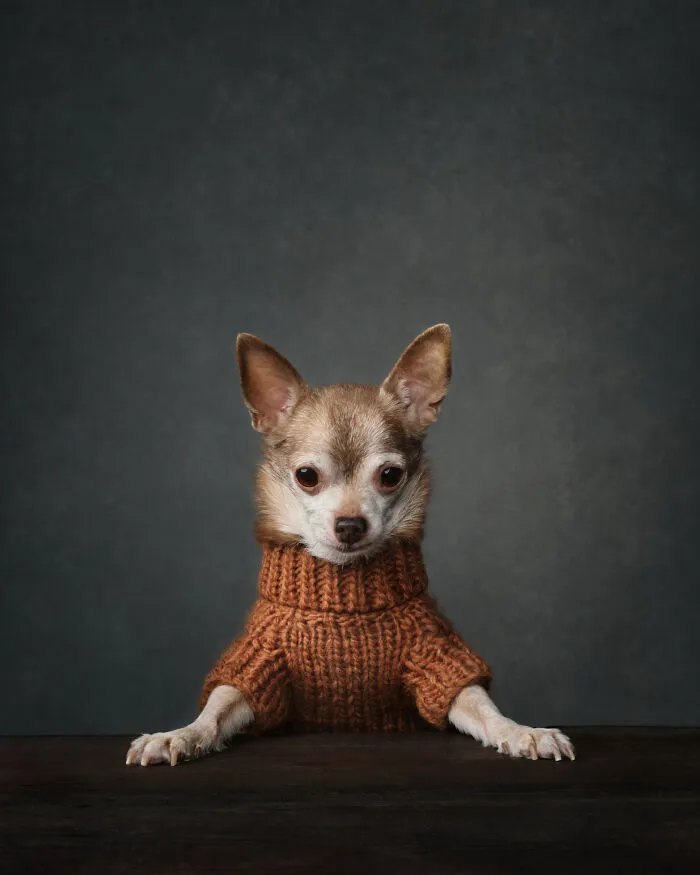 Finalist, Studio: "Chairman Of The Board" By Jane Thomson