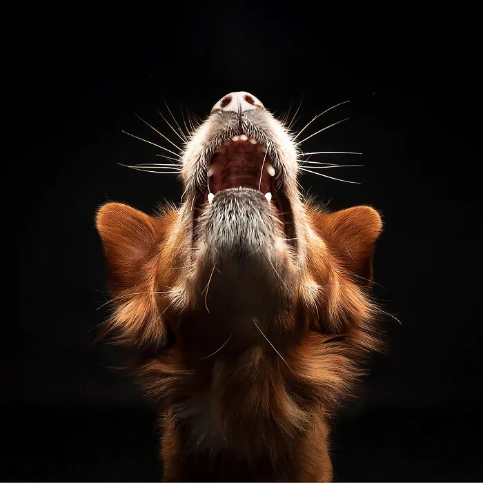 Finalist, Studio: "Sing My Song" By Klaus-Peter Selzer