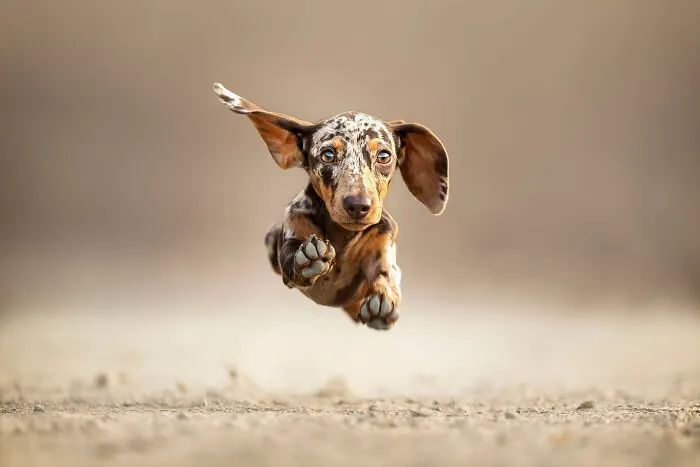 Finalist, Action: "Guess On Fly" By Alessandro Grandoni