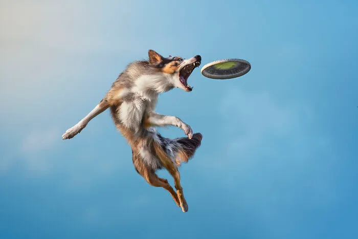 Finalist, Action: "Fly High In The Sky" By Anne-Laurie Léger